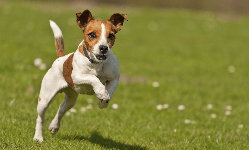 Jack Russell jumping. 
