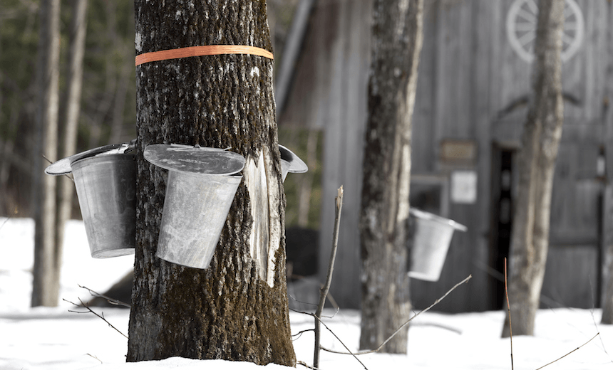maple trees in spring for maple syrup 

