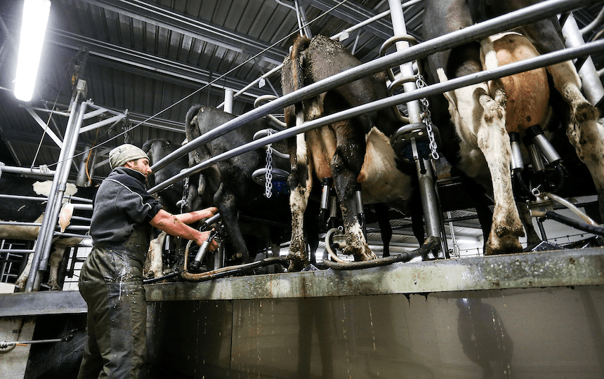 CHRISTCHURCH, NEW ZEALAND – MAY 25: Dairy farmer Leon Doherty milks cows at night at Synlait dairy farm on May 25, 2015 in Christchurch, New Zealand. New Zealand-based dairy producer, Synlait, has commercialised a dairy-based milk powder said to aid in sleeplessness by collecting milk from cattle in the dark hours of the night when the animal’s production of the melatonin hormone is at its highest. A clinical trial conducted by Otago University’s WellSleep Centre and part-funded by Synlait, proved the product, iNdream3, is a sleep-promoting ingredient. iNDream3 has been sold in Korea since January of this year. (Photo by Martin Hunter/Getty Images) 
