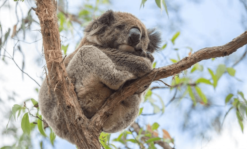 Close up of a Koala sleeping in an eucalyptus tree in Victoria’s state of Australia. 

