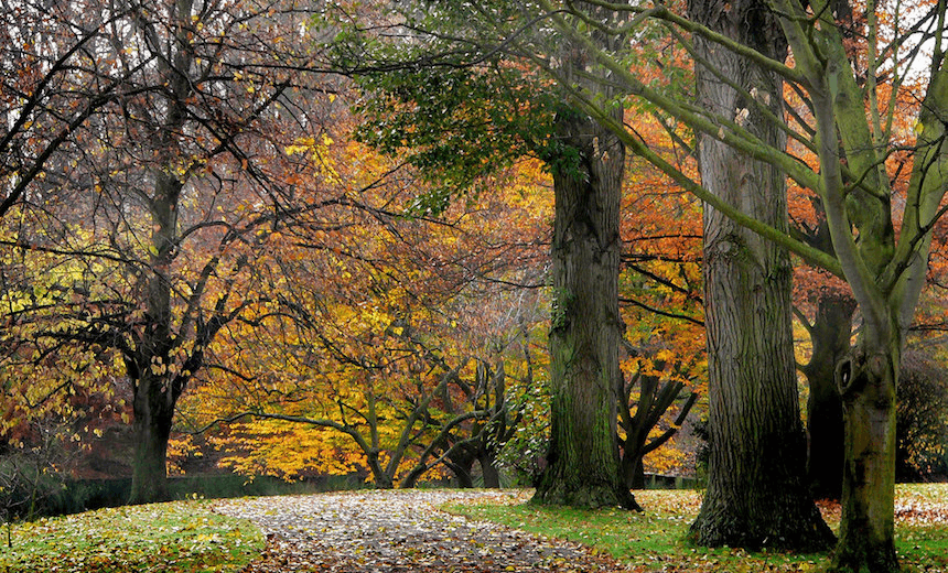 Hagley Park, Christchurch. (Photo: public domain)