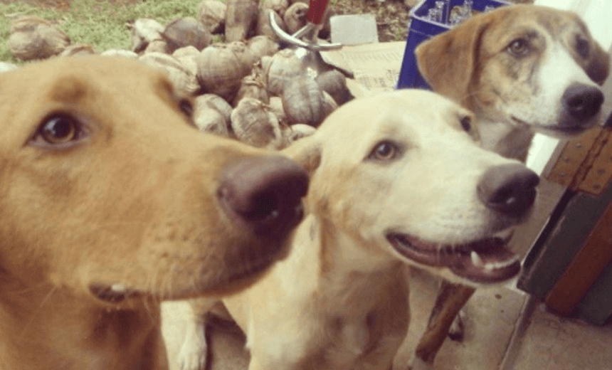 The Monday Poem: ‘The Dogs of Talimatau’ by Selina Tusitala Marsh