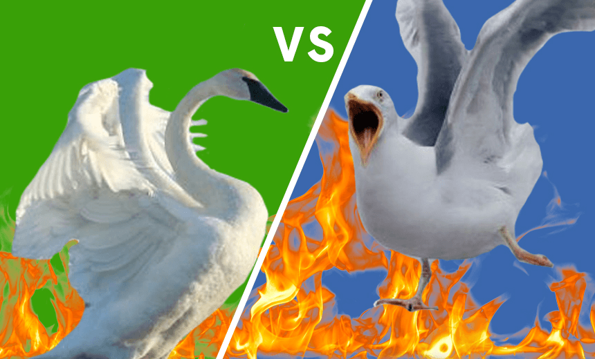 Dirtbag Bird of the Year