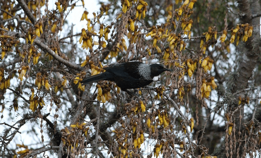 A tui in a kōwhai tree, probably screaming its tiny lungs out 
