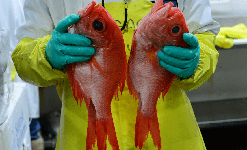 DENVER, CO – APRIL 17,  2014: Cesar Marquez shows off the  fresh and beautiful red snapper from New Zealand  just delivered this morning at Seattle Fish Company in Denver, Co on April 17, 2014.  The company processed 10 million pounds of fish last year at their facility. (Photo By Helen H. Richardson/ The Denver Post) 
