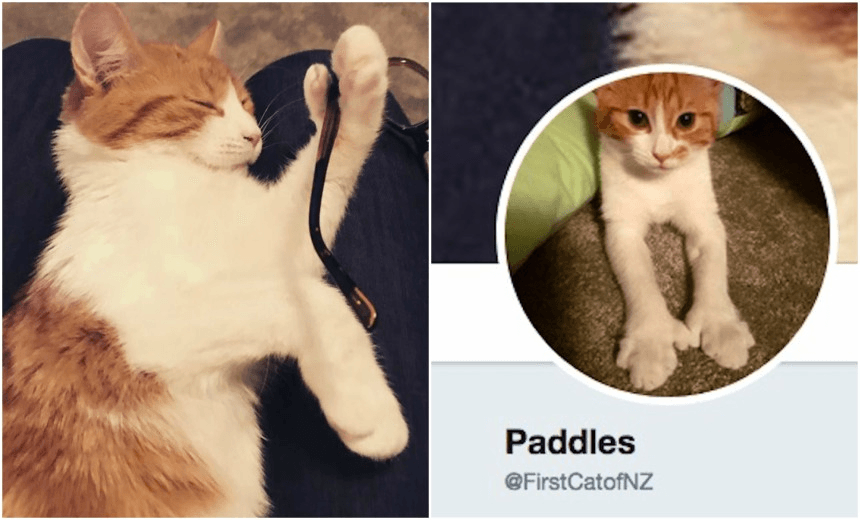 Paddles Twitter