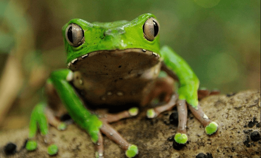 MFW used as a historic pregnancy test 
