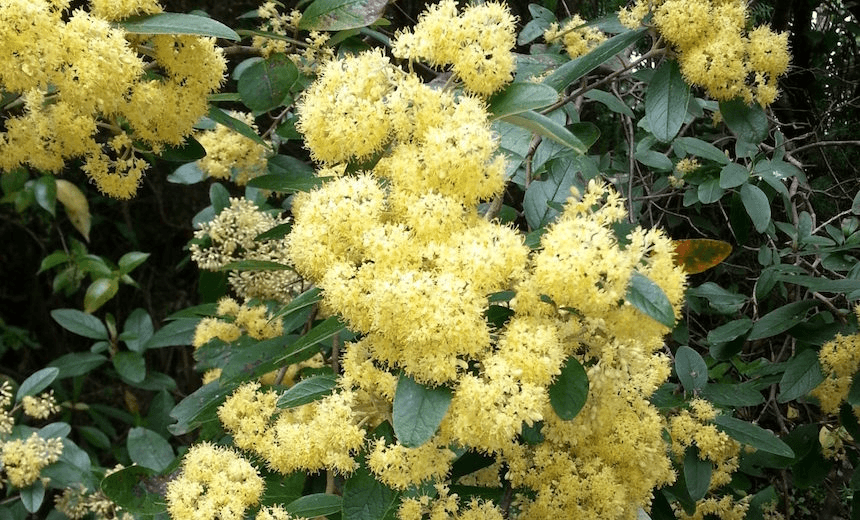 How to make a tonic with kūmarahou The Spinoff