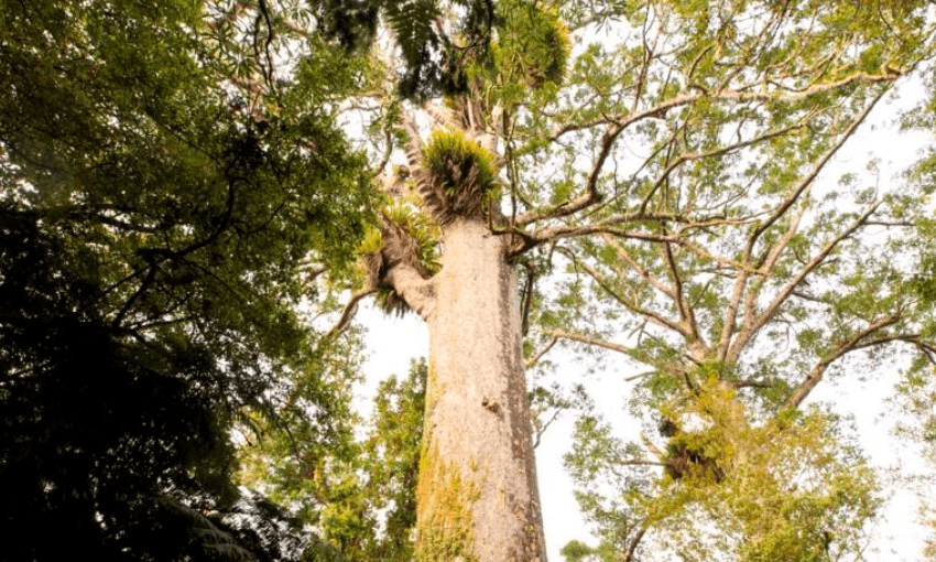 Screen Shot 2017-12-06 at 5.49.48 AM