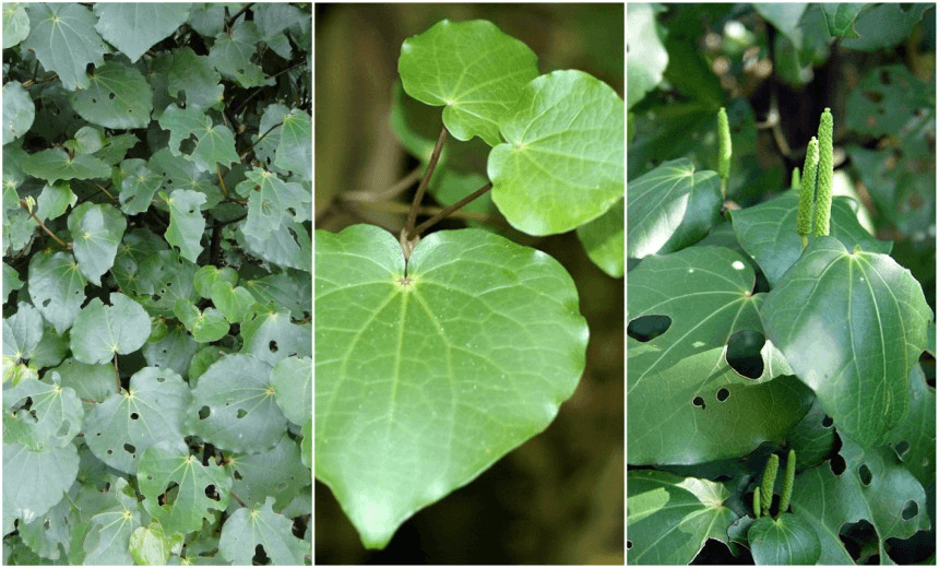 How to make kawakawa balm