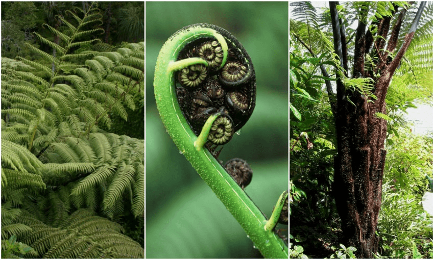 Mamaku: the native ingredient in the best green smoothie yet