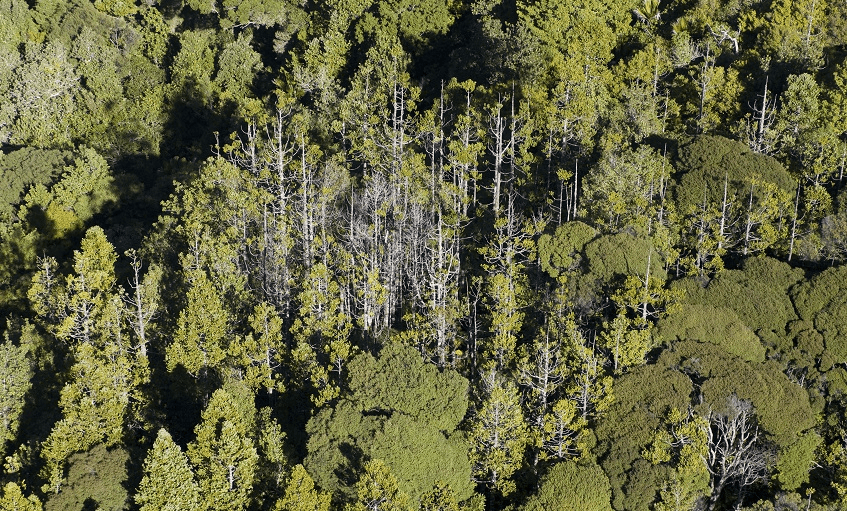 Dying kauri near Maungaroa Ridge Track in the Waitākere Ranges. (Image: Supplied). 
