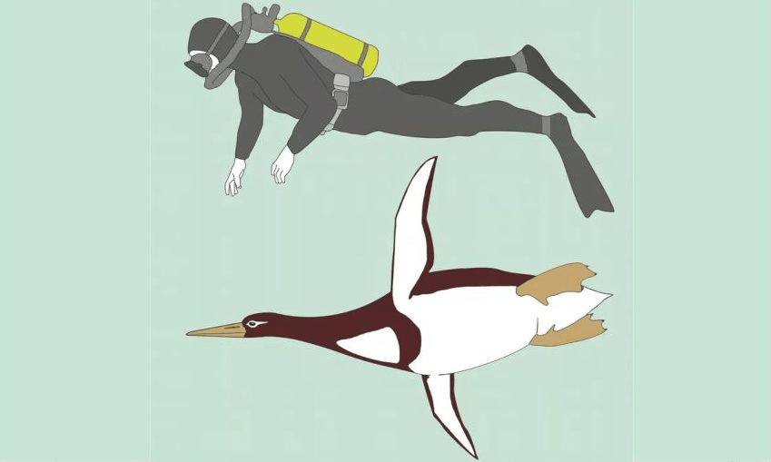 How we found a giant penguin, and what it tells us about monster birds