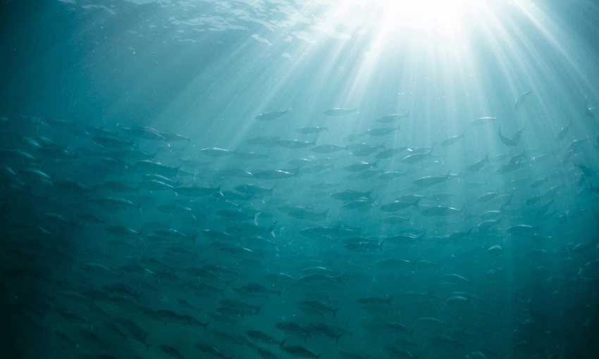High levels of fish dumping have been found in another leaked MPI report (Getty Images)  
