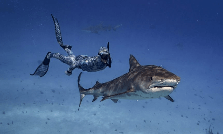 Riley Elliott swims with the sharks. Photo: Riley Elliott 
