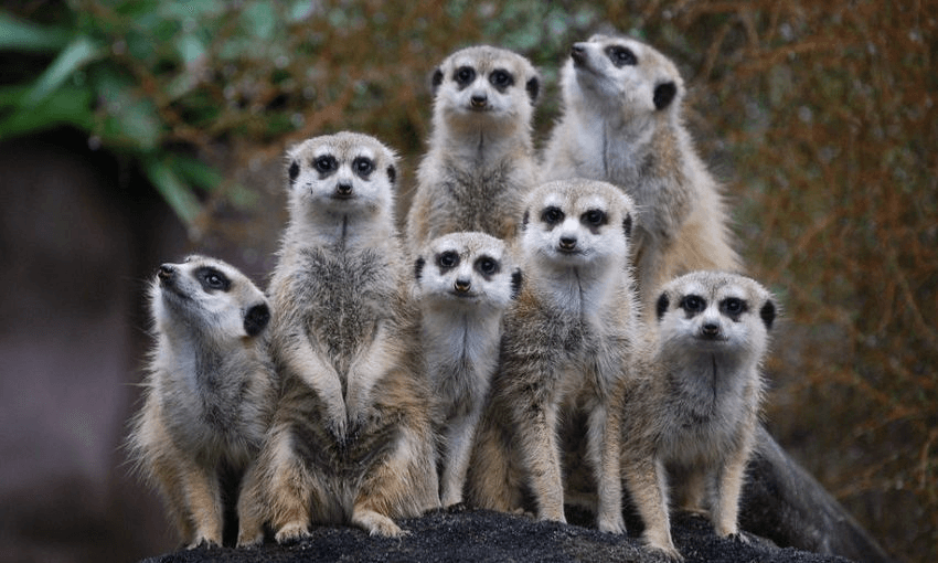 Meerkats at Auckland Zoo. Photo: Ashleigh Thompson 
