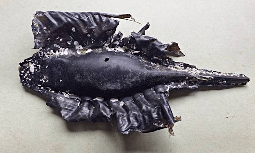 An empty egg case of the elephant fish Callorhinchus milii, battered by the tides and encrusted with crustaceans and other animals.  This egg case was found in Rona Bay, Eastbourne, by the author. Photo: PAMELA HYDE 
