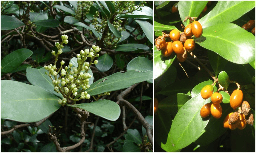 How to prepare the delicious – but poisonous – karaka berry
