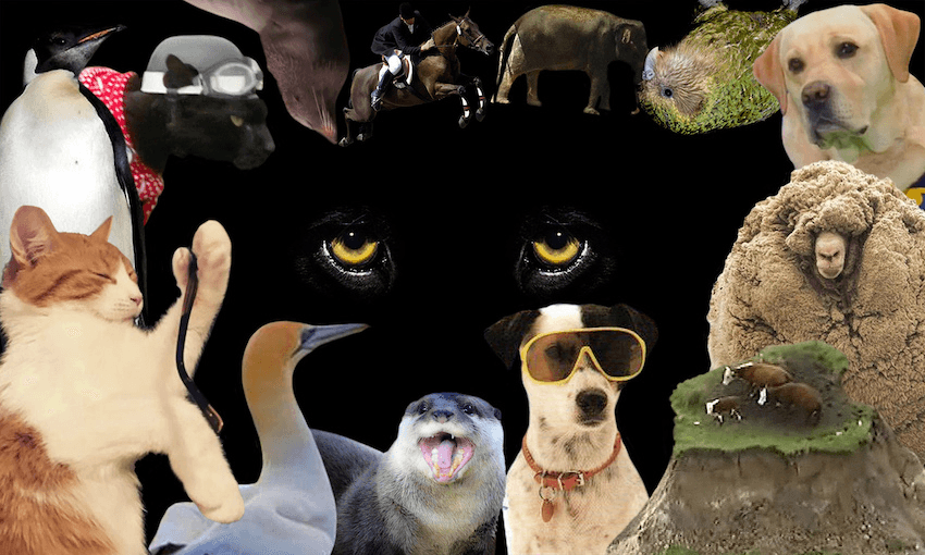 Photo montage: Toby Morris 
