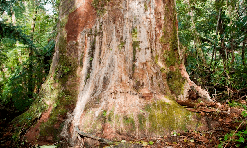 Image: Auckland Council 
