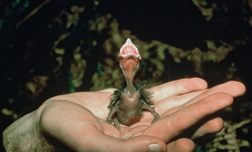 The survival of many of NZ’s endemic species, such as this North Island kōkākō chick, rests in our hands. (Department of Conservation).     
