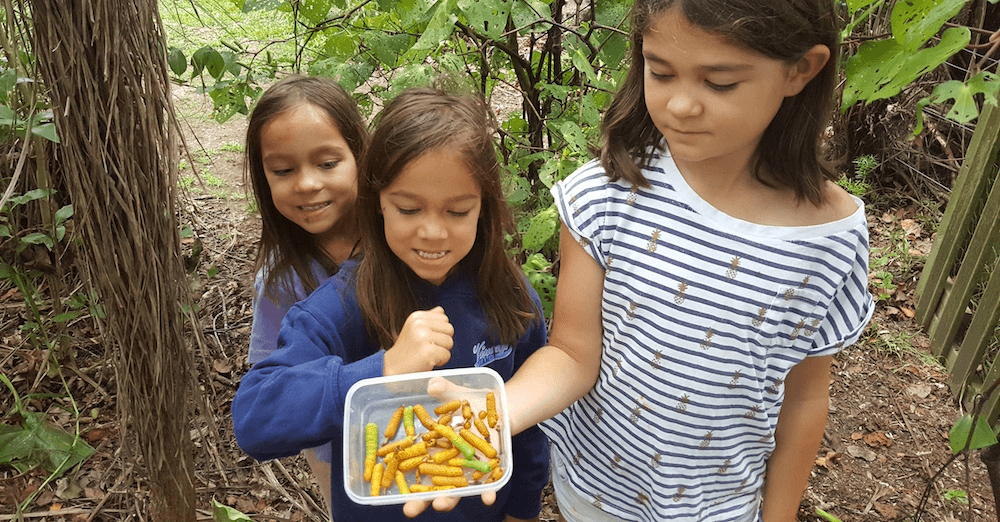 Autumn harvest: native berries and the rongoā journey