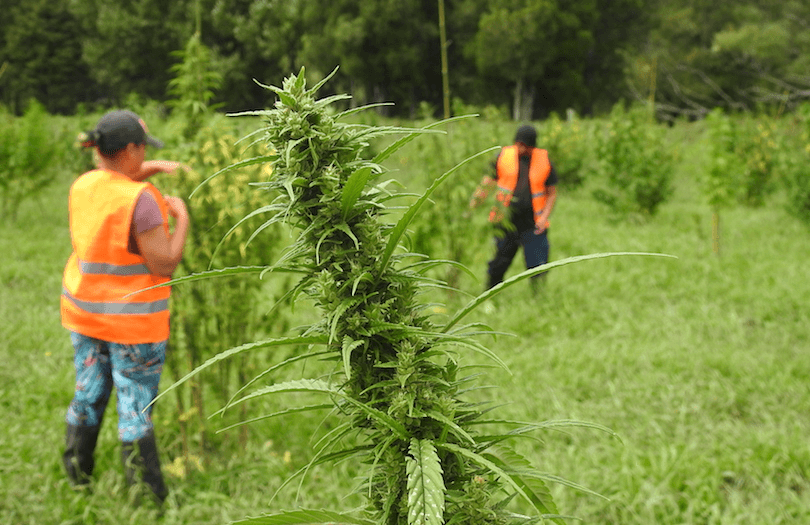 Medicinal cannabis growing at Hikurangi Enterprises in Ruatoria (Photo: Supplied) 
