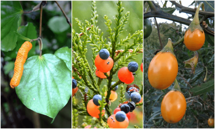 Autumn harvest native berries and the rongoā journey The Spinoff