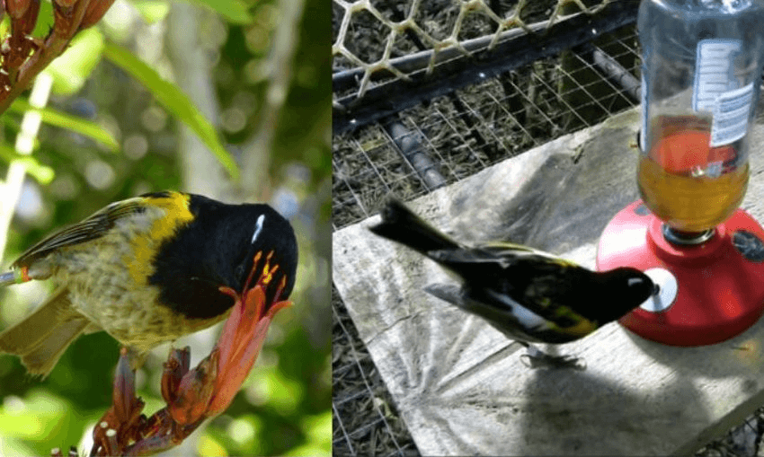 Place your bets for the bird sperm grand prix – all in the cause of conservation