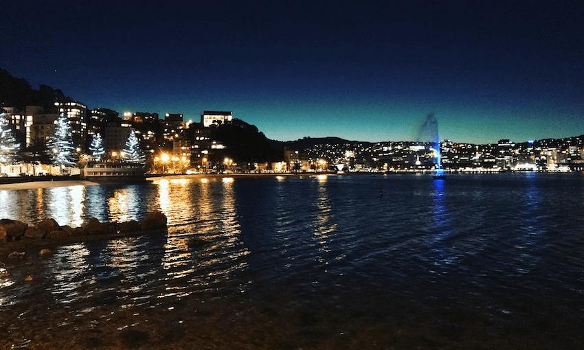 Wellington (Image: Naomi Arnold)