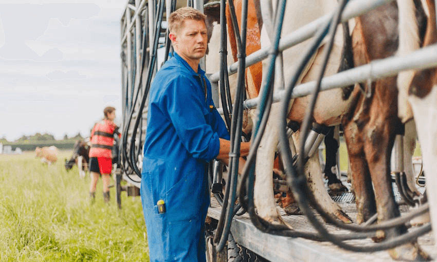 Glen Herud of Happy Cow Milk at his mobile milking station in happier times. (Photo: Nancy Zhou)