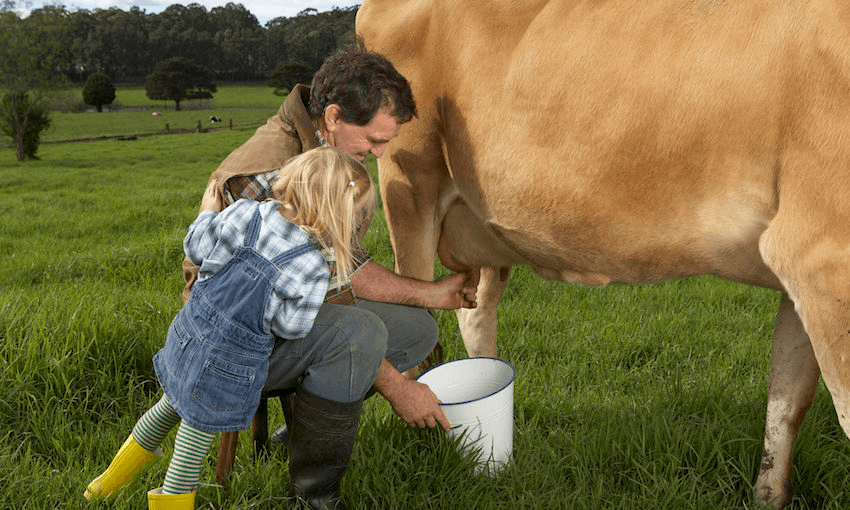 A New Zealand dairy farmer, yesterday. Photo: Getty Images 
