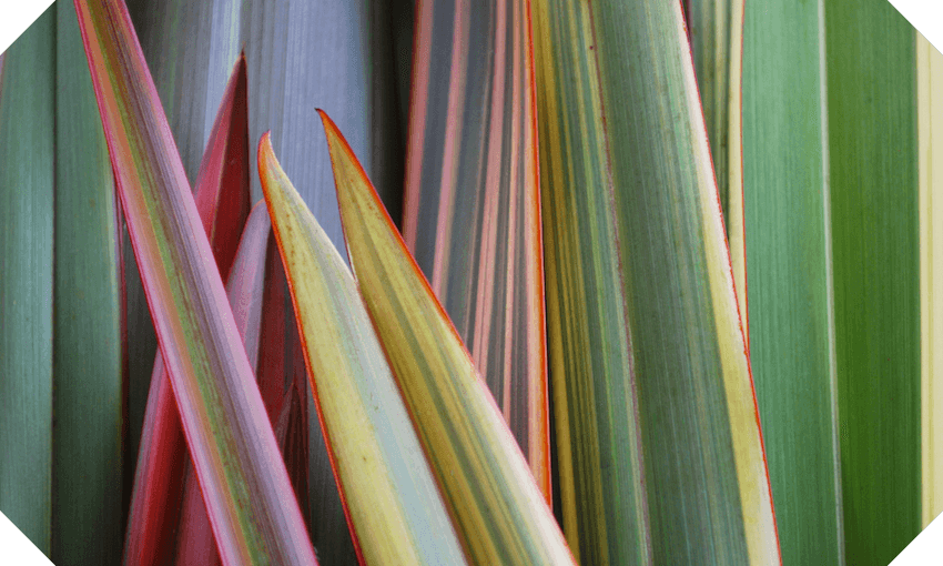 Rongoā and the Therapeutic Products Bill, explained The Spinoff