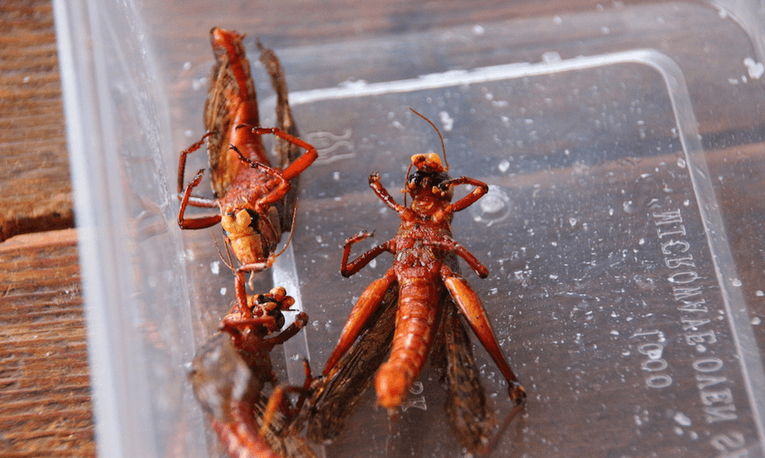 A collage of different edible insects, each prepared in a unique and appetizing way.