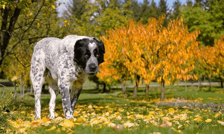 The Friday Poems: ‘The Vodka Rondeau’ and ‘My father dreams of his father’ by Claudia Jardine