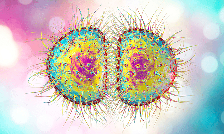 Neisseria gonorrhoeae bacteria, computer illustration. Photo: Getty Images. 
