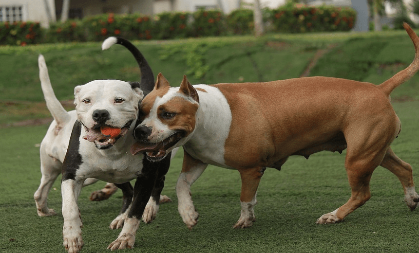 pittbull