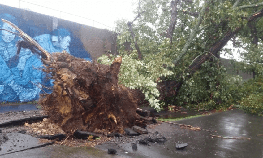 A tree ripped out at the roots on Ponsonby Road in Auckland (Eva Corlett/Radio NZ) 
