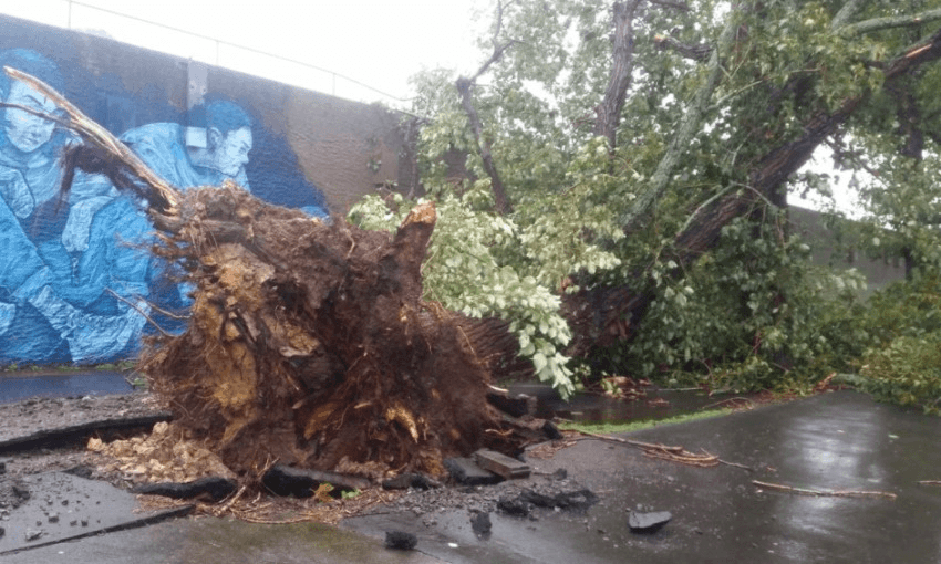 A tree ripped out at the roots on Ponsonby Road in Auckland (Eva Corlett/Radio NZ)