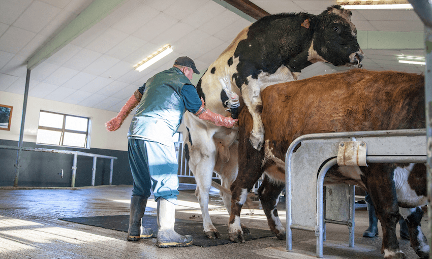 NOT FOR USE: 
A semen collection at LIC. (Image: supplied).  
