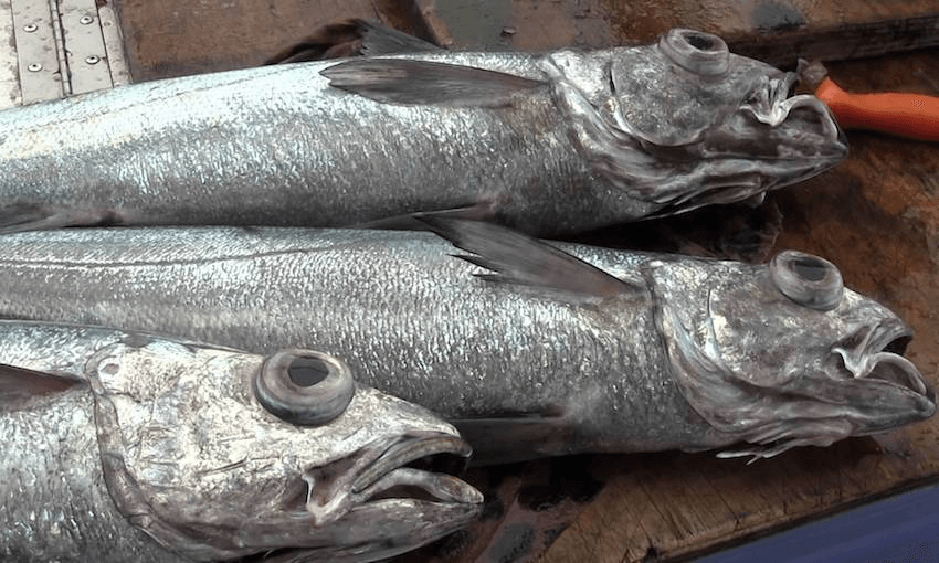 Hoki is one of New Zealand’s most valuable export fish. Image: YouTube CC-BY-SA 

