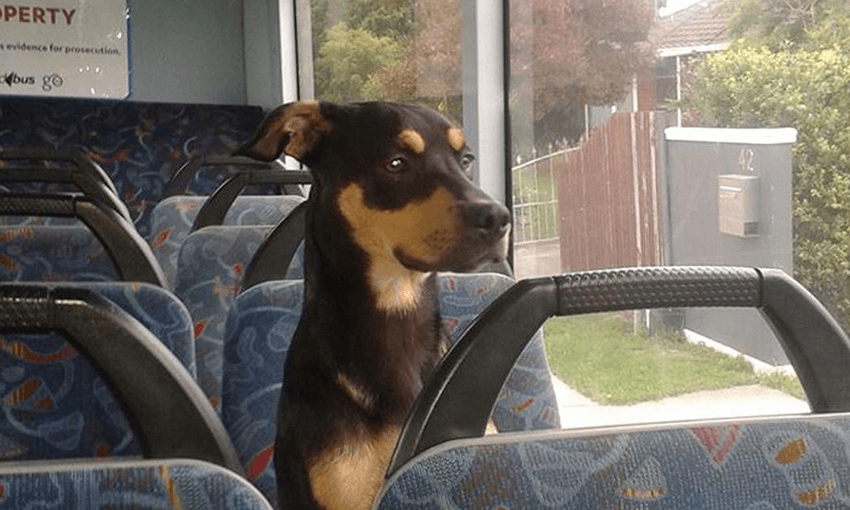 Phones, trombones, placentas: the weird world of NZ transport lost property