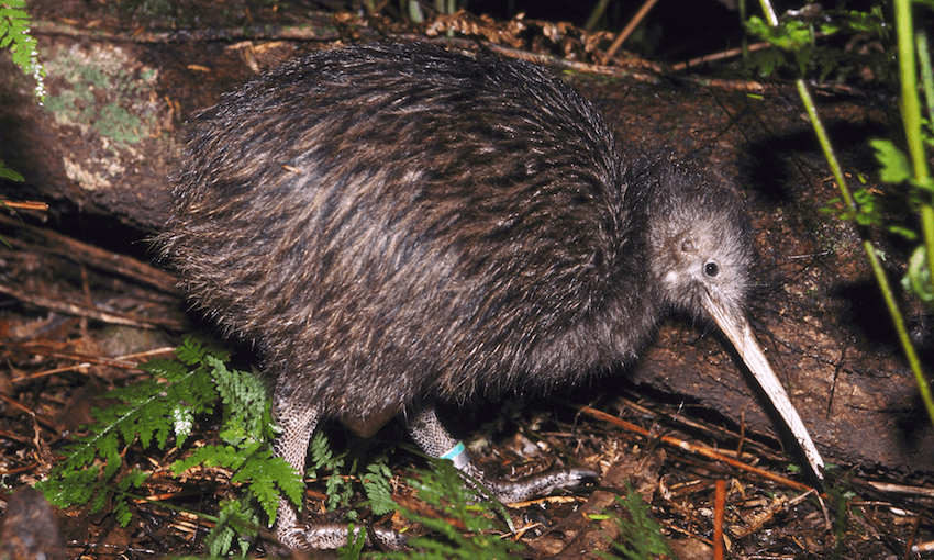 A North Island brown kiwi. Image: Getty 
