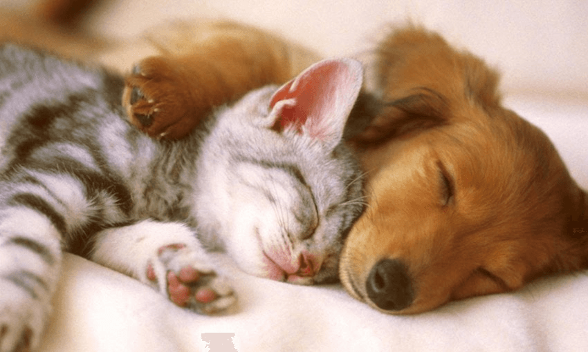 puppy and kitten