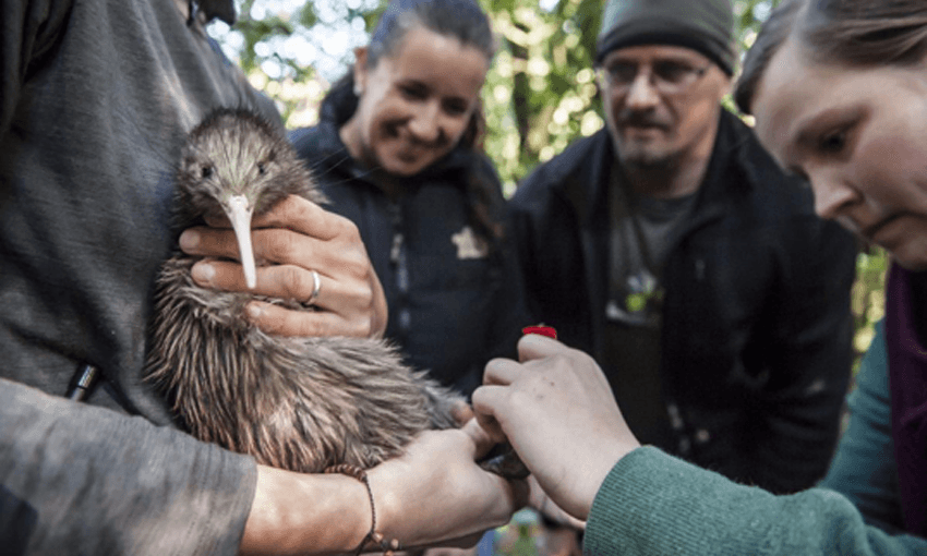Squawk Squad’s traps are self-resetting as well, so thousands of hours of labour can be saved, and it means that resource-stretched sanctuaries can operate much more efficiently.(Photo: squawksquad.co.nz)