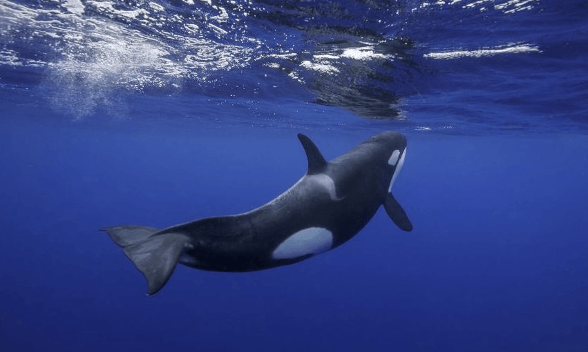 An orca off the east coast of New Zealand. Photo: Getty 
