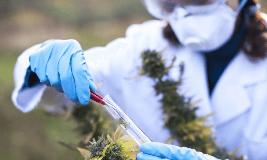 A human who is not Simon Bridges puts some weed in a test tube 
