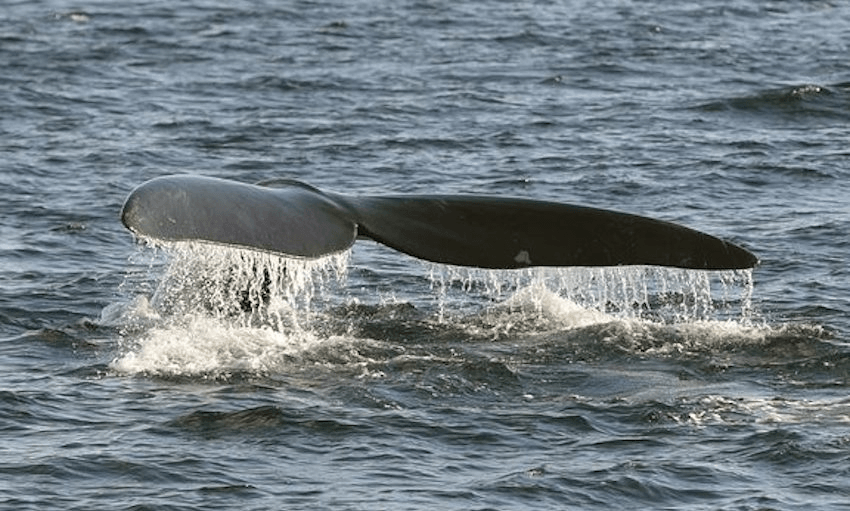 The southern right whale in Wellington harbour. Photo: Radio NZ
