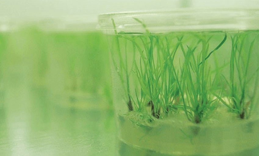 GM ryegrass. Photo: supplied