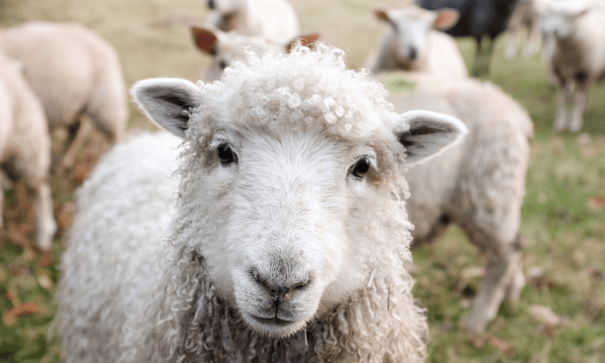 SHEEP, ALREADY VEGAN, LOOKING FORWARD TO VEGAN FUTURE 

